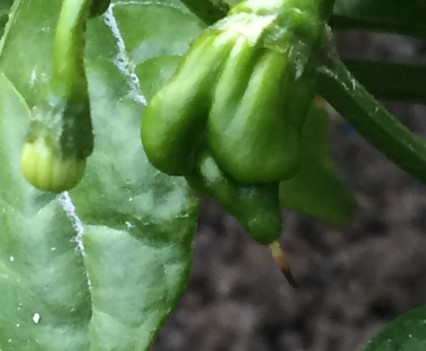 pianta trinidad scorpion
