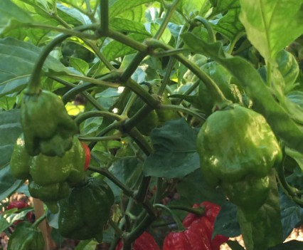pianta trinidad scorpion