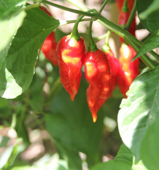pianta naga morich