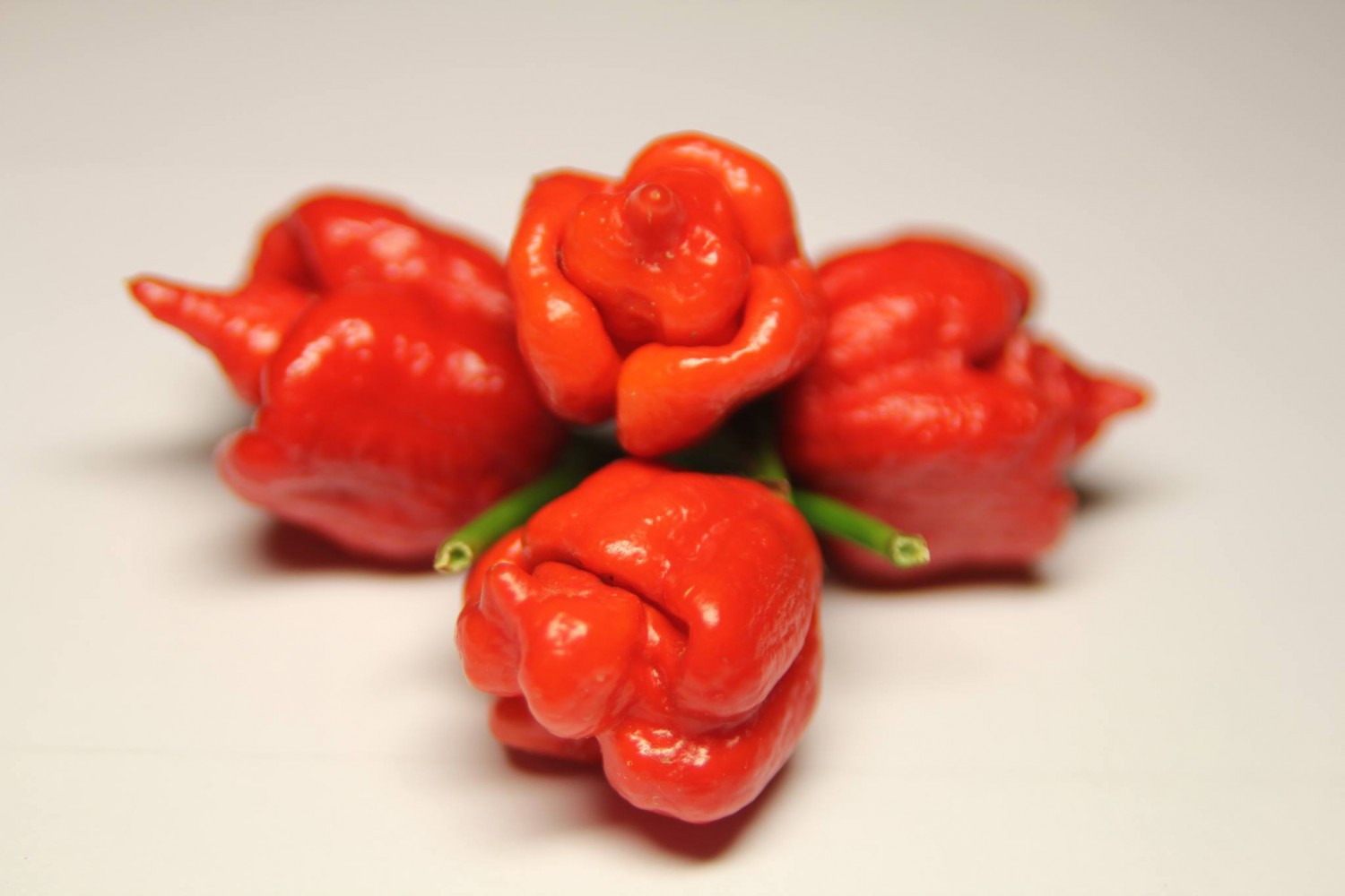 trinidad scorpion red