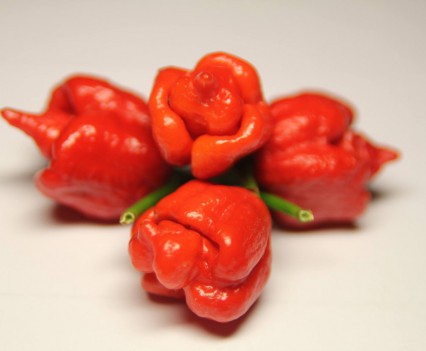 trinidad scorpion red