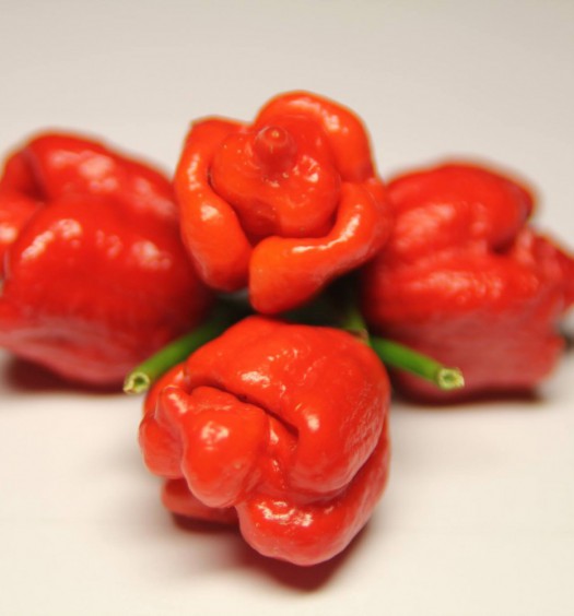 trinidad scorpion red