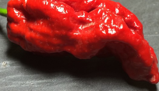 Bhut Jolokia