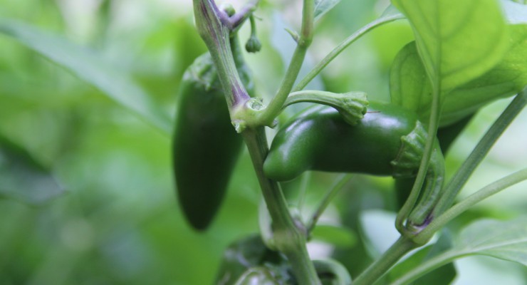pianta jalapeno