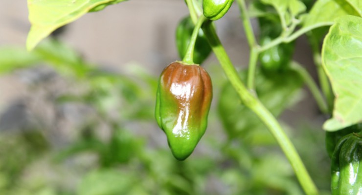 maturazione habanero chocolate