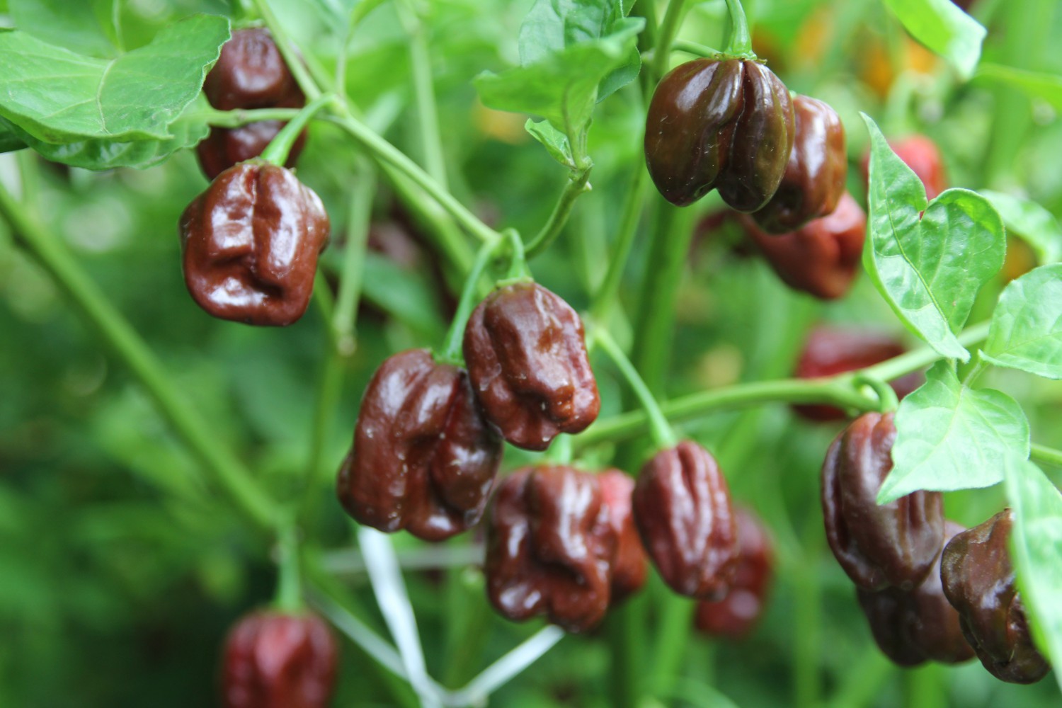 peperoncini habanero chocolate