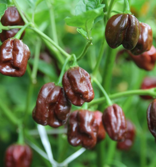 peperoncini habanero chocolate