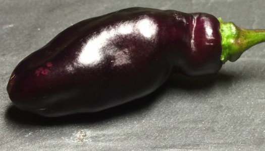 Pimenta de Neyde