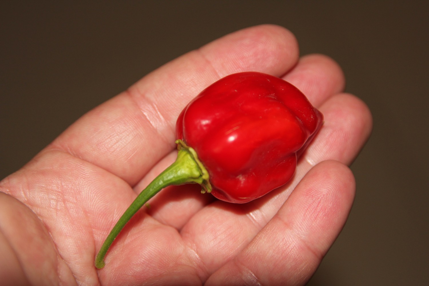 habanero red savina