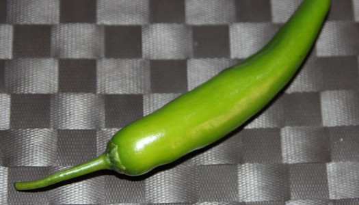 Guindilla