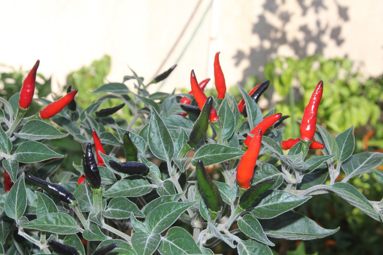 pianta peperoncino acrata