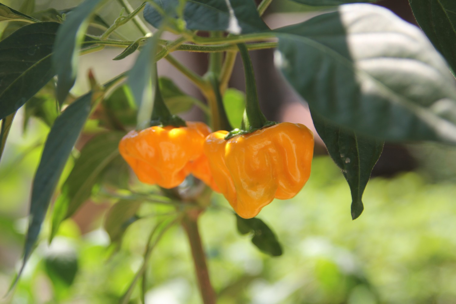 jamaican hot yellow peperoncino