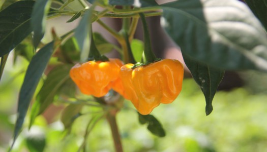Jamaican Hot Yellow