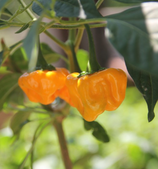 jamaican hot yellow peperoncino