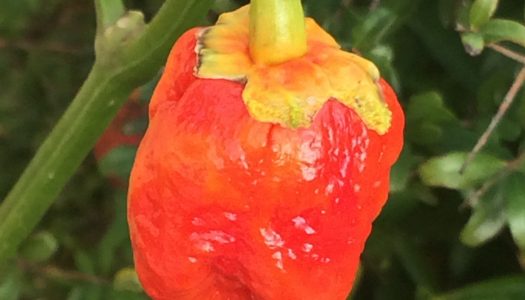 7Pot Bubble Gum