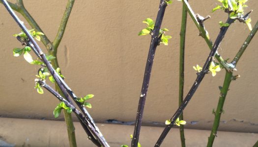 Svernare peperoncini