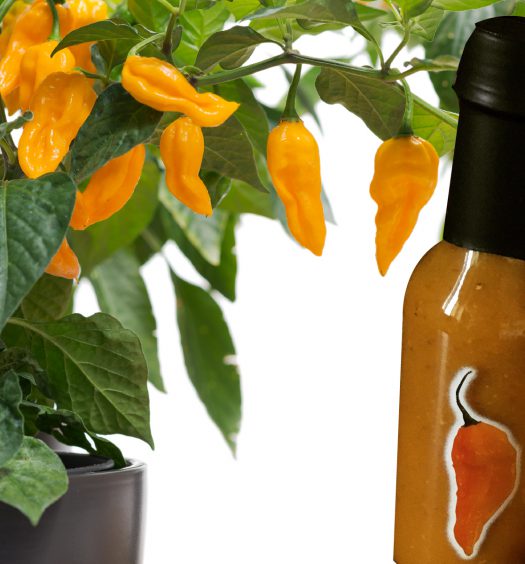 salsa fatalii cajohns