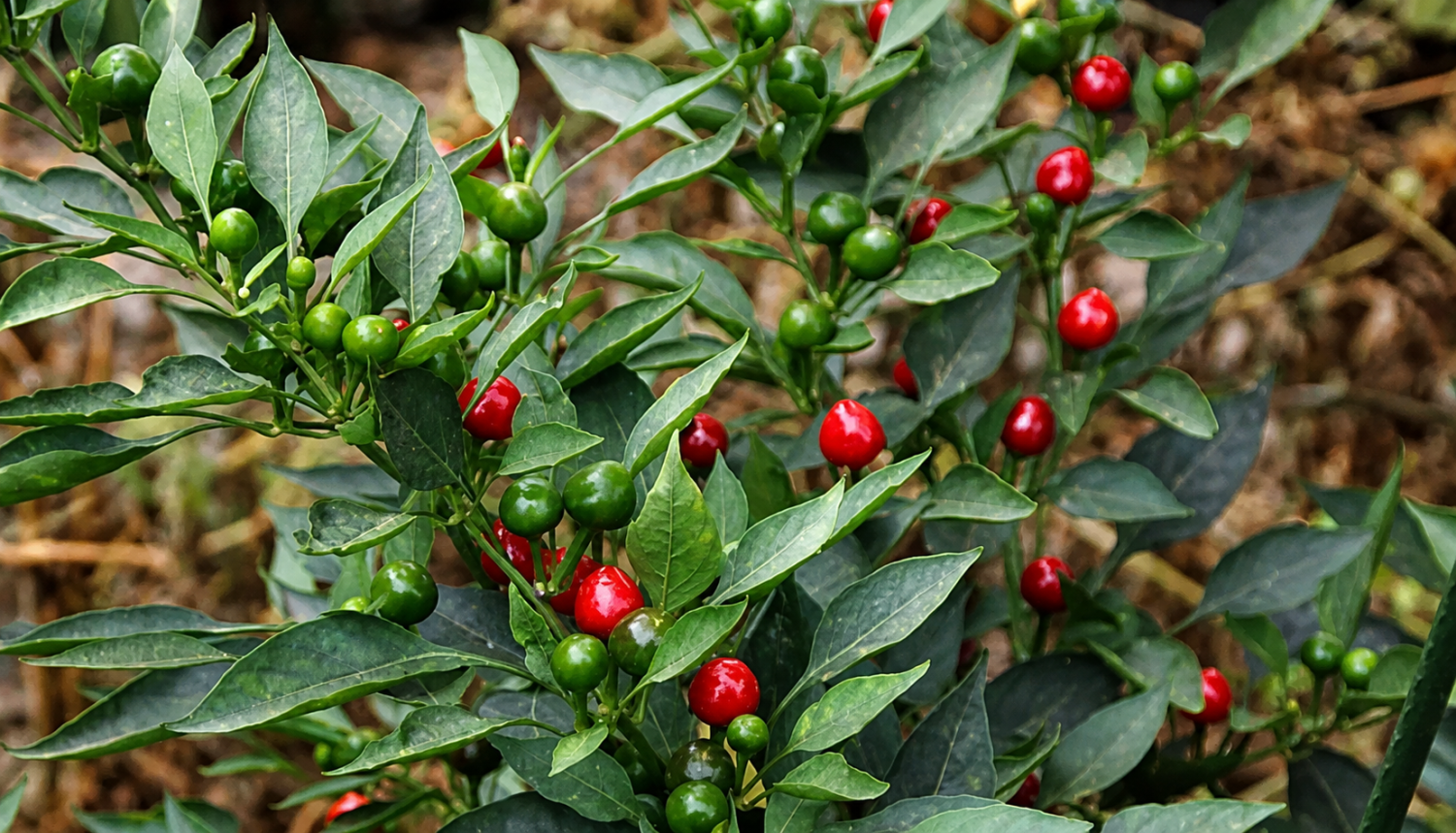 peperoncini baci di satana