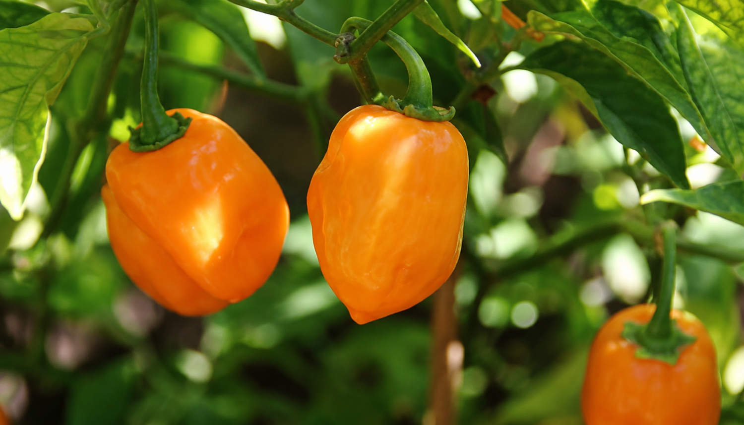 habanero orange