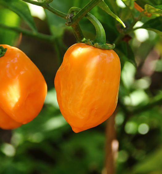 habanero orange