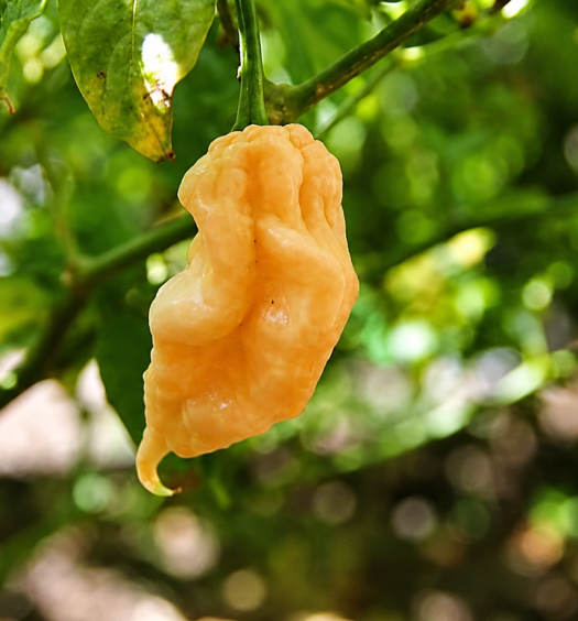 jay's ghost scorpion peach